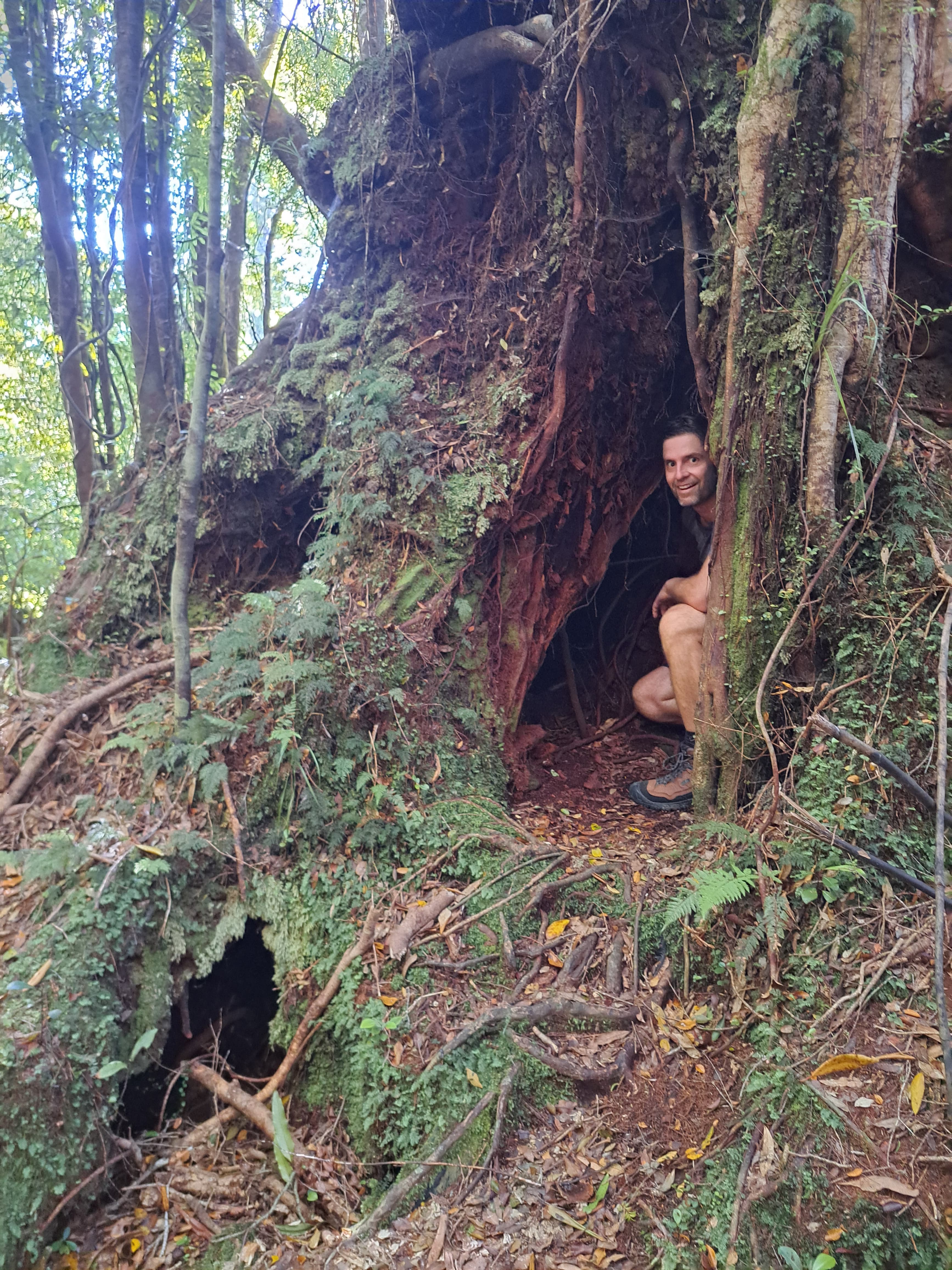 Damian peering out from inside a hollow tree in the New Zealand bush